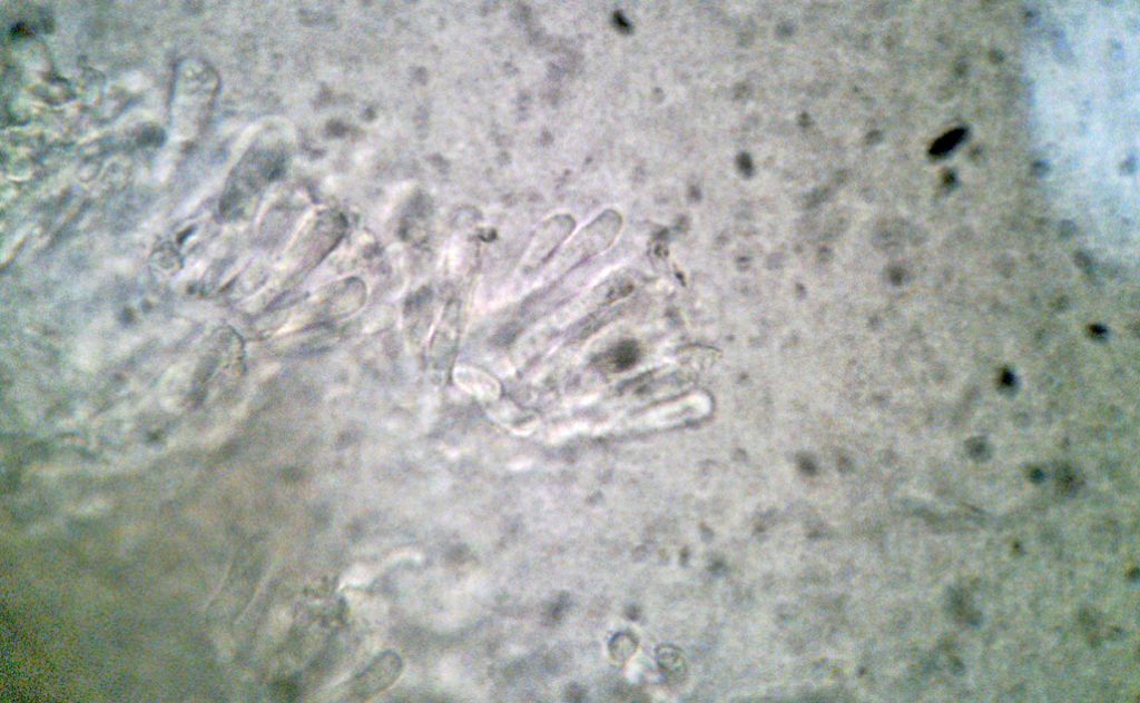 Forse lo so.... Byssomerulius corium? (B. corium)